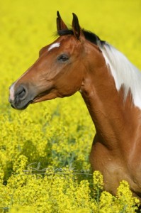 Obrazek